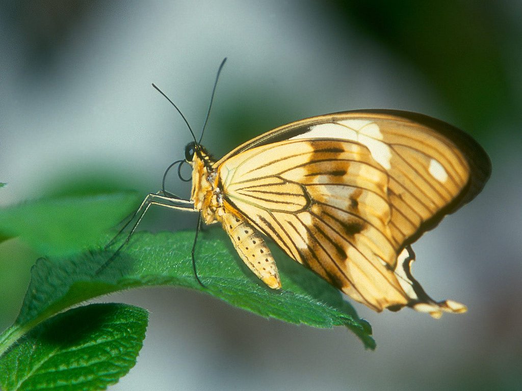 Swallow Tail Butterfly